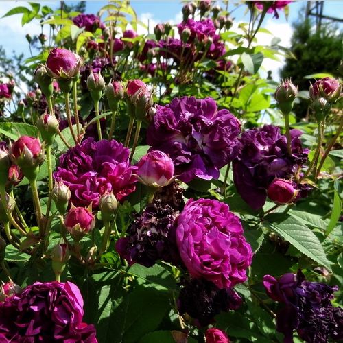 Ciemnofioletowy - Róże pienne - z kwiatami bukietowymi - korona krzaczasta